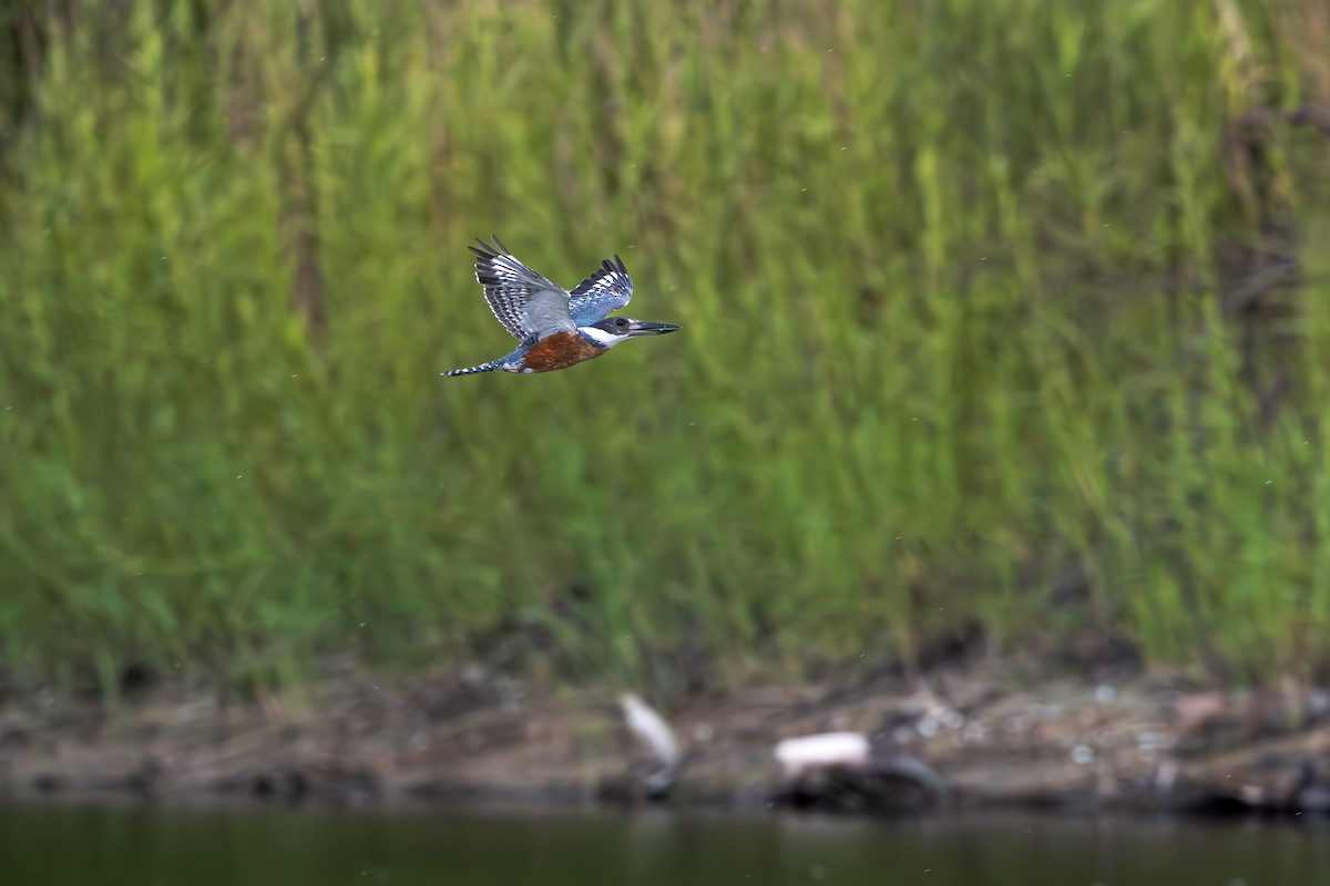 Ringed Kingfisher - ML640829167