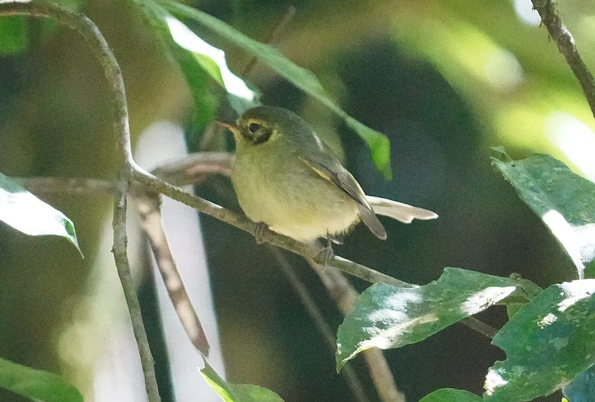 Oustalet's Tyrannulet - ML640829179