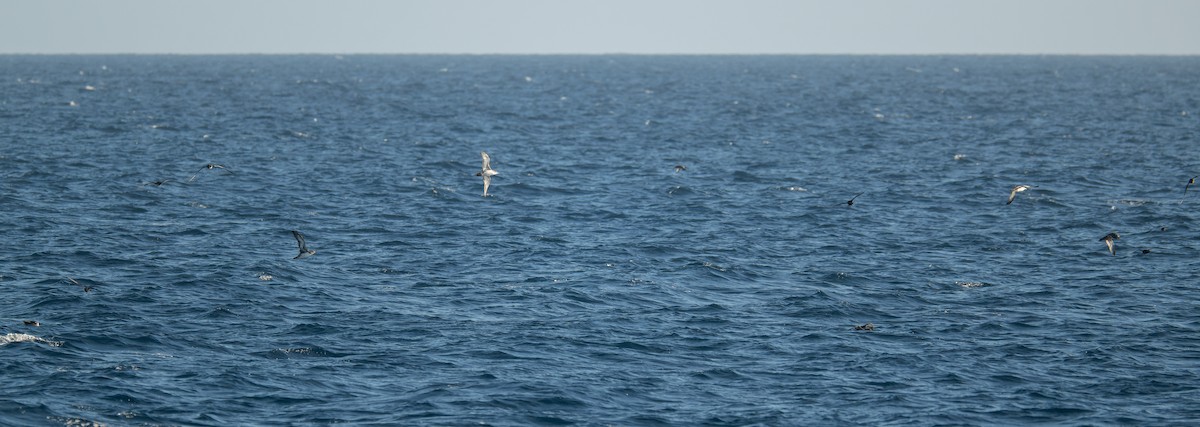 Black-vented Shearwater - ML640829216