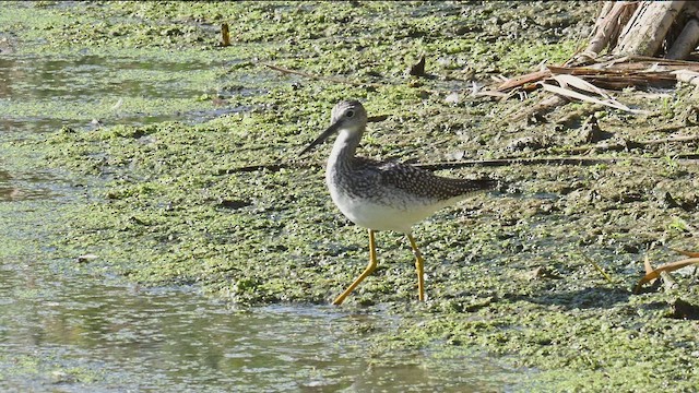 Greater Yellowlegs - ML640829218