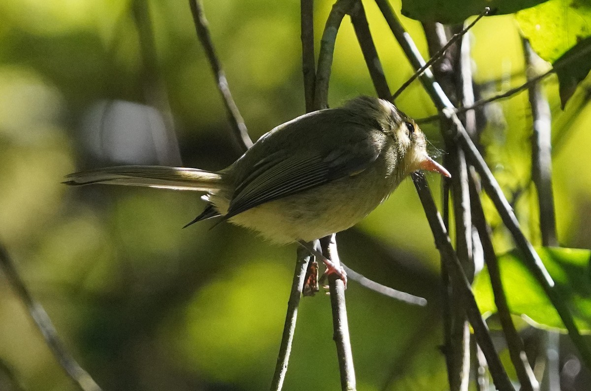 Oustalet's Tyrannulet - ML640829223