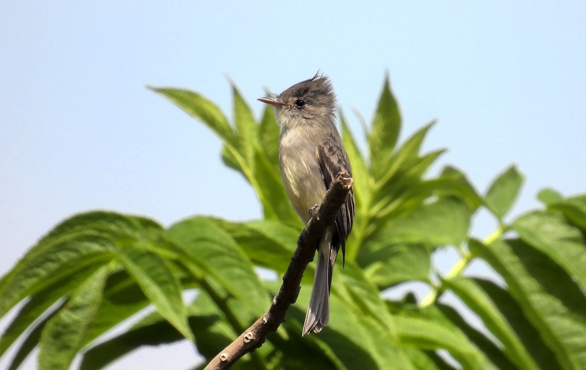 Tumbes Pewee - ML640829233