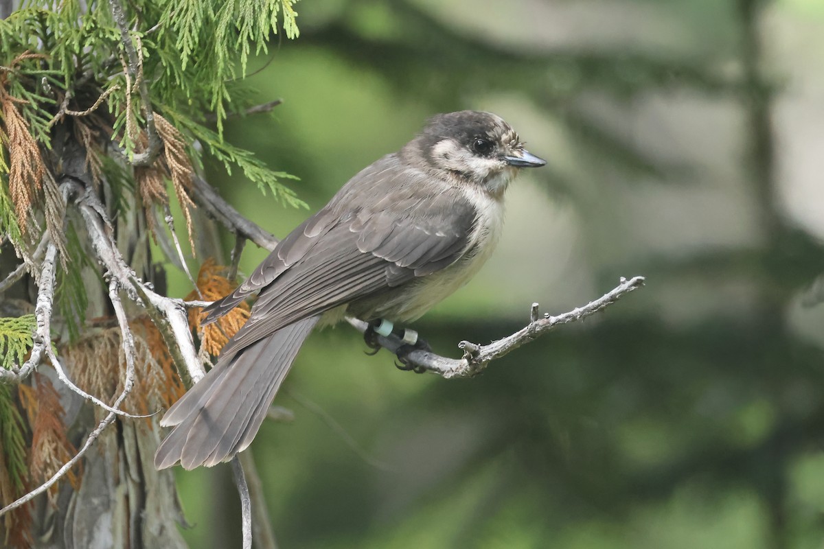 Canada Jay (Pacific) - ML640829240