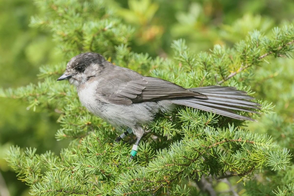 Canada Jay (Pacific) - ML640829241