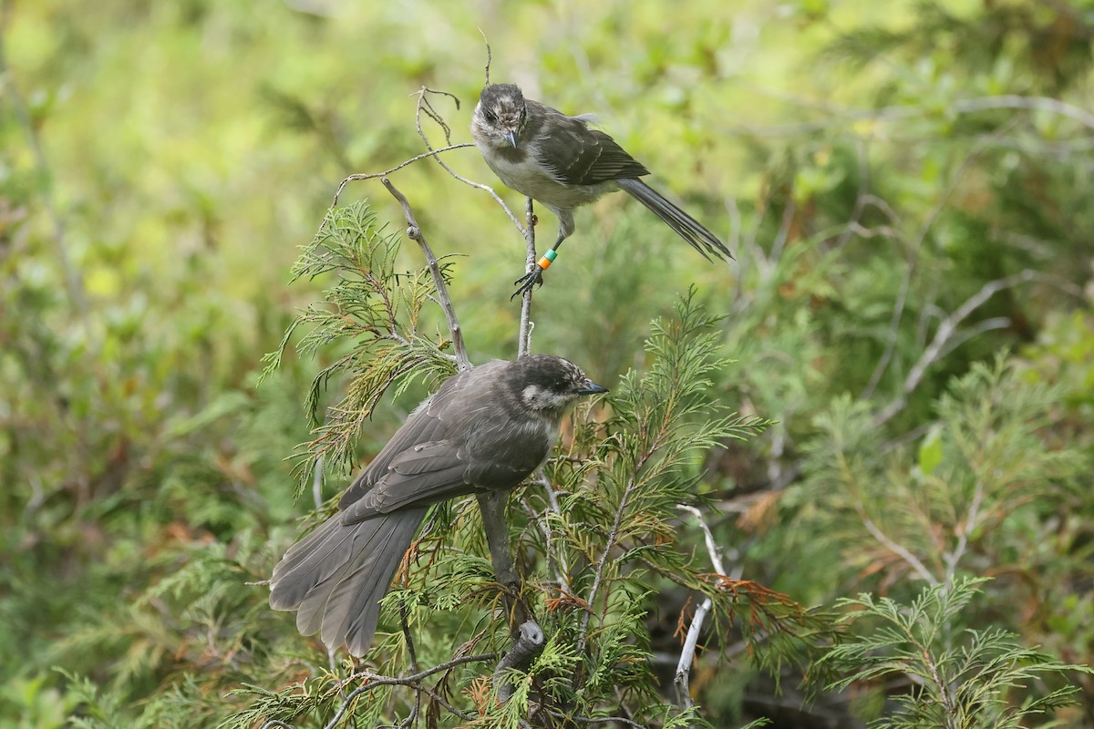 Canada Jay (Pacific) - ML640829242