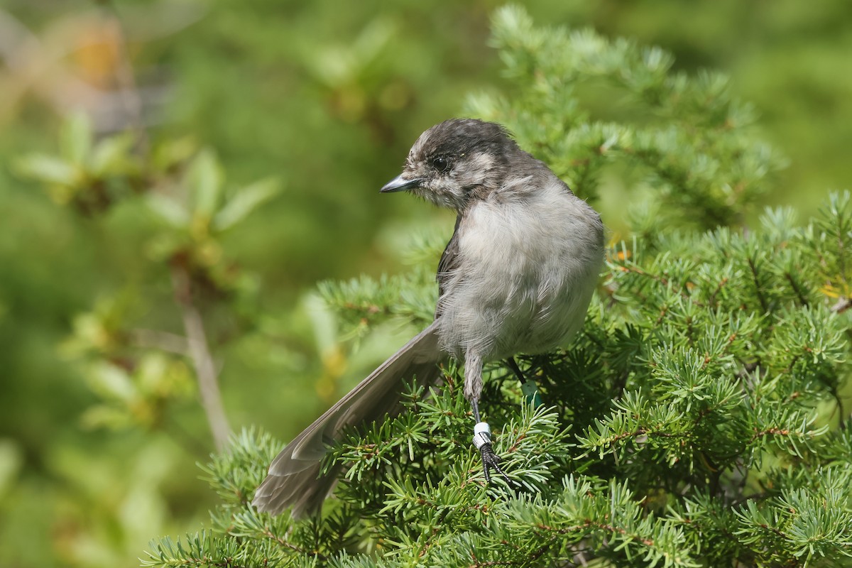 Canada Jay (Pacific) - ML640829243