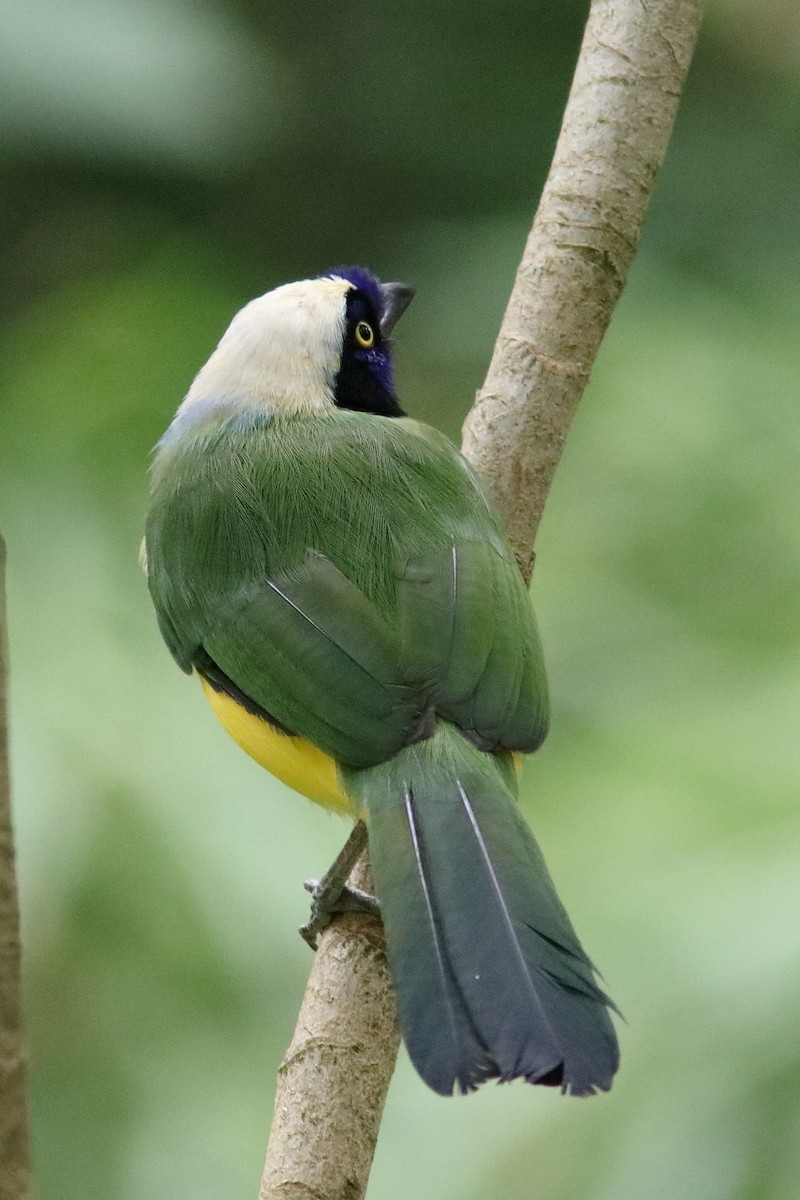 Green Jay (Inca) - ML640829247