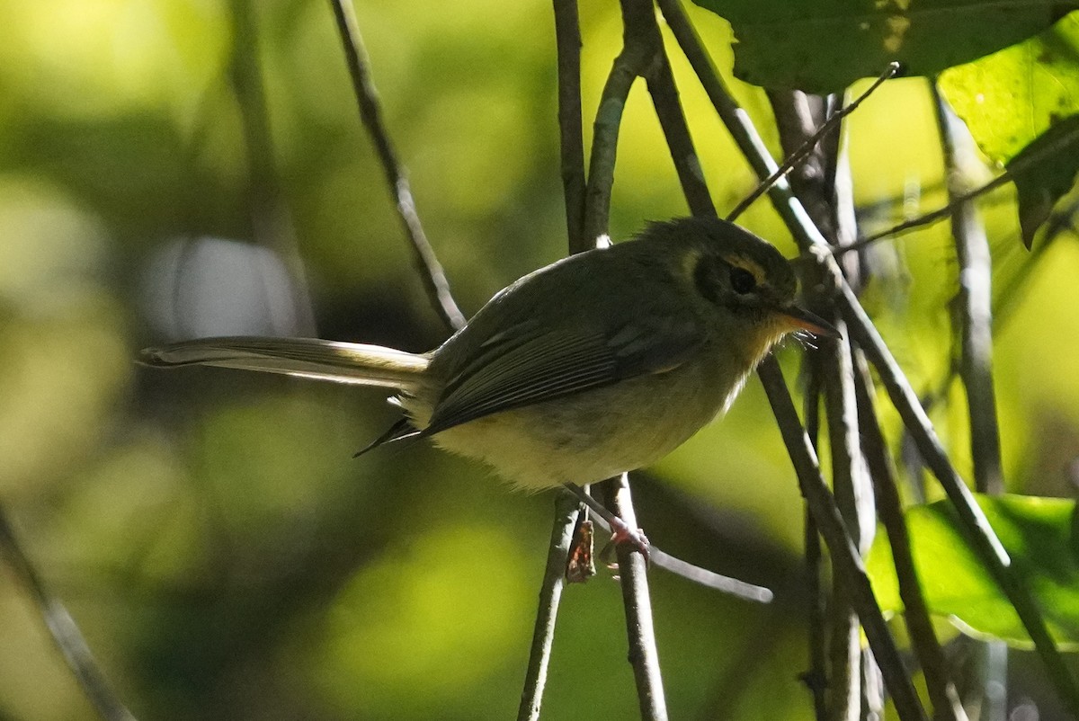 Oustalet's Tyrannulet - ML640829251