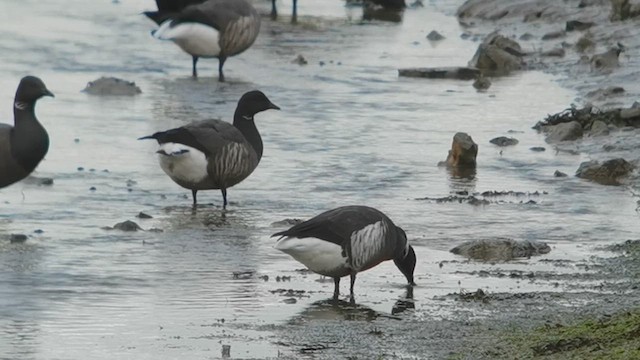 Brant (Black) - ML640829272