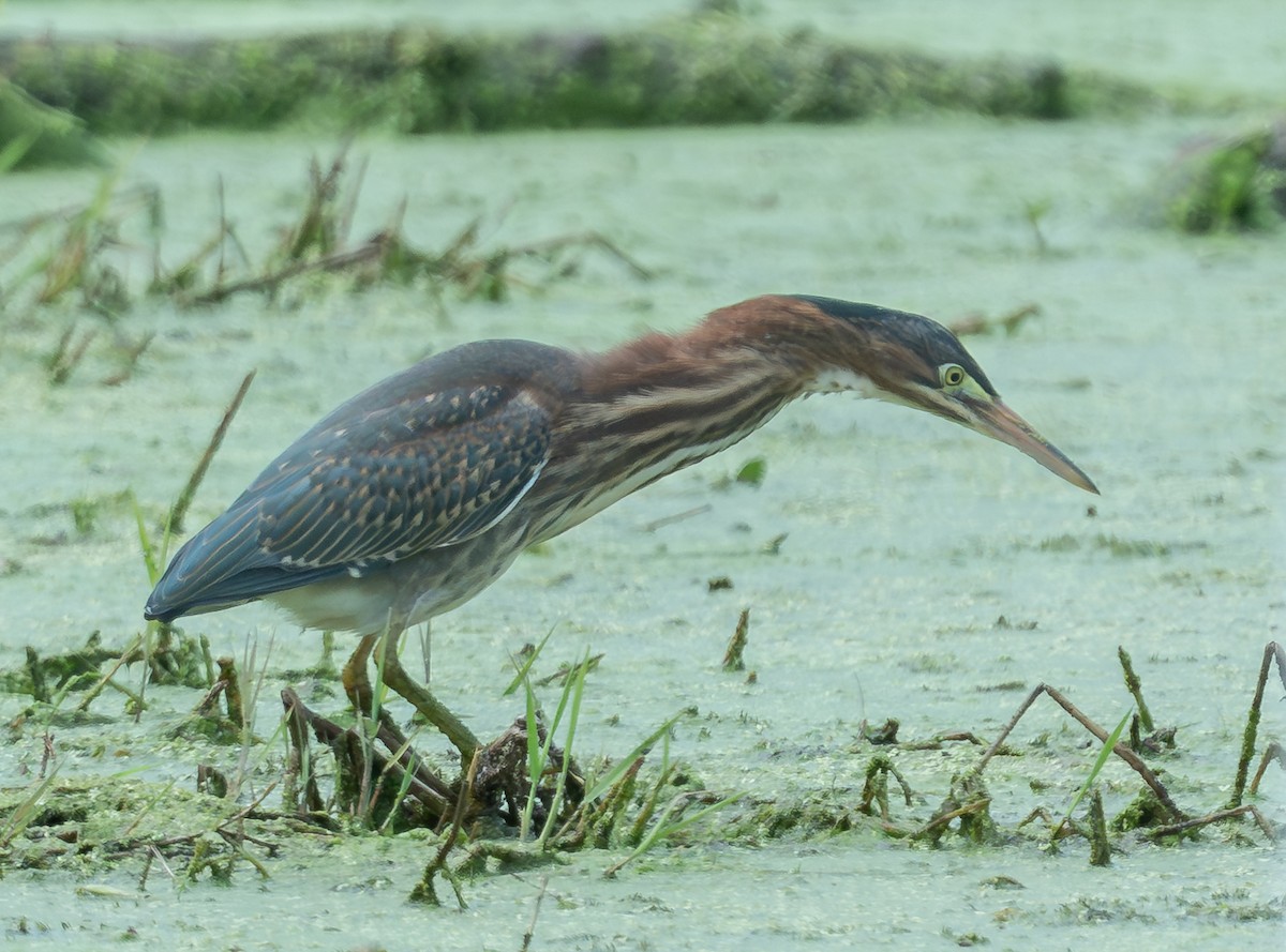 Green Heron - ML640829303
