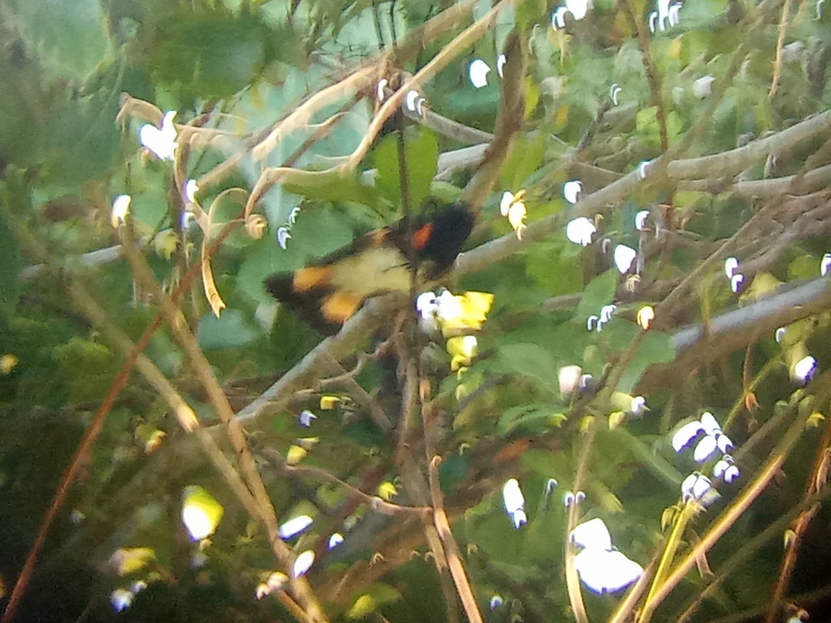 American Redstart - ML640829306