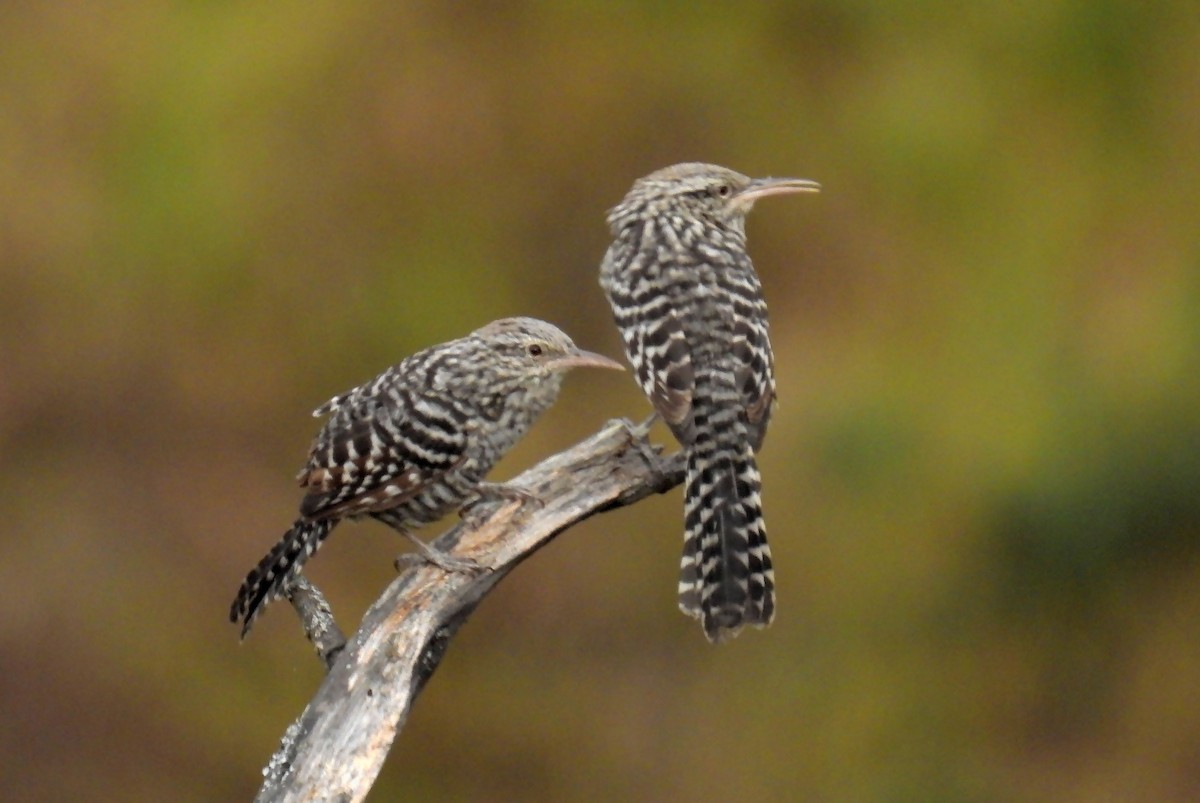 Fasciated Wren - ML640829326