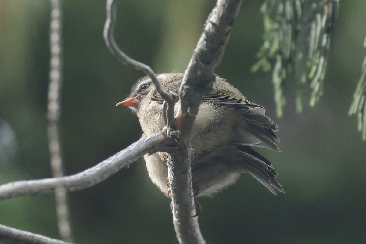 Golden-crowned Kinglet - ML640829355