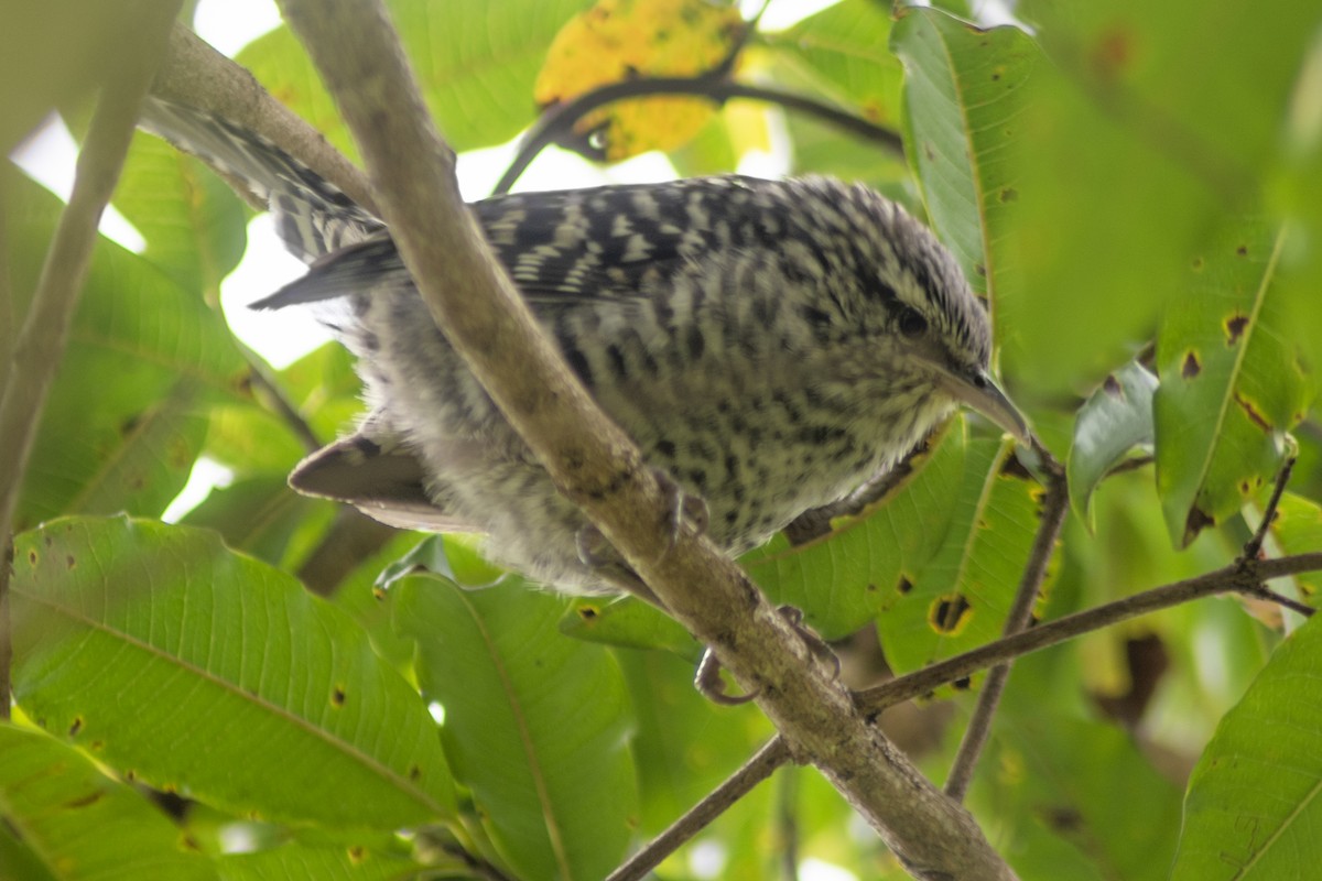 Fasciated Wren - ML640829366