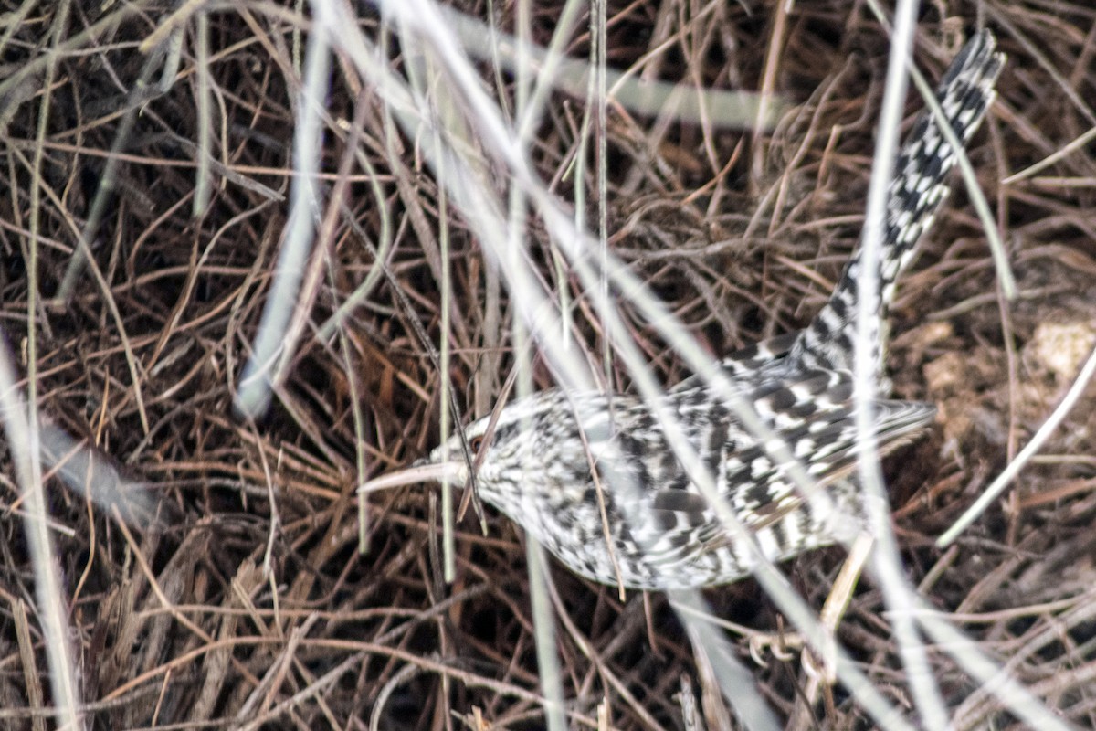 Fasciated Wren - ML640829367