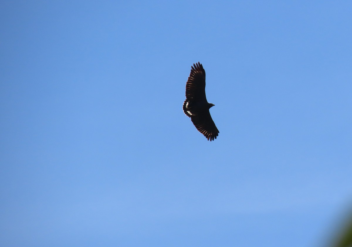 Solitary Eagle - ML640829378