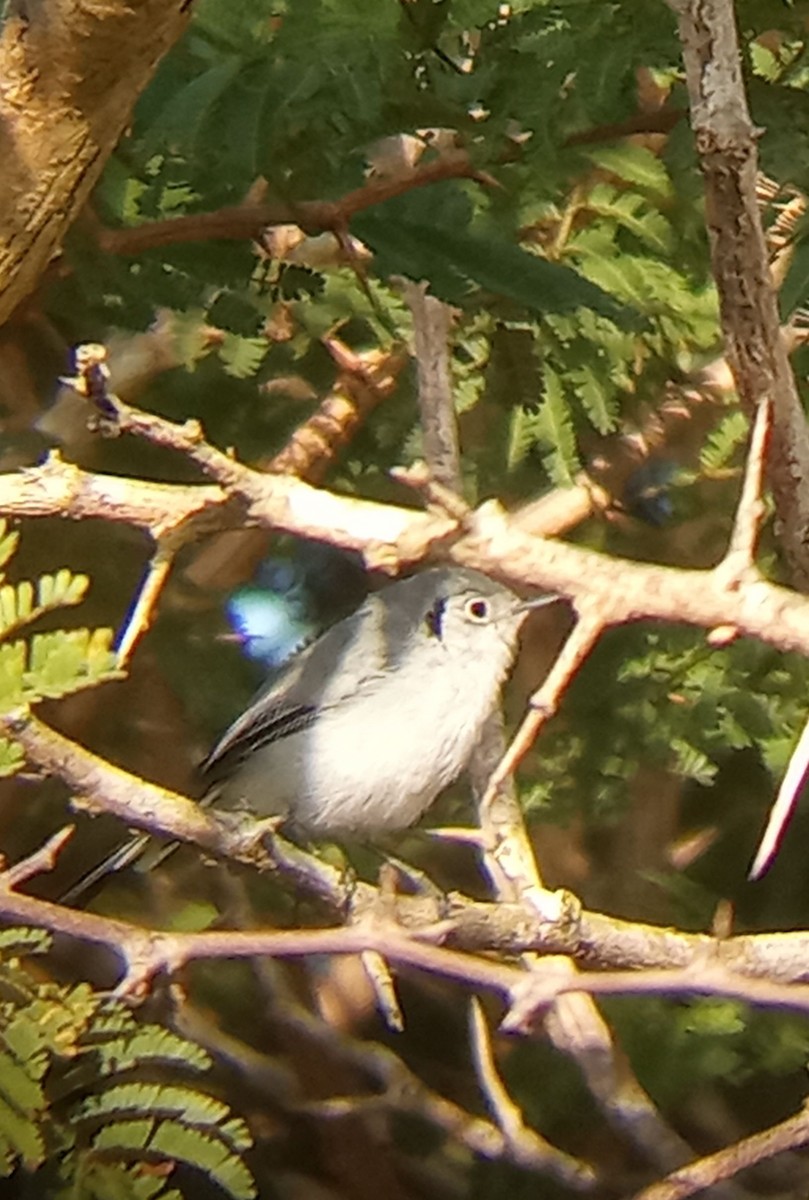 Cuban Gnatcatcher - ML640829413
