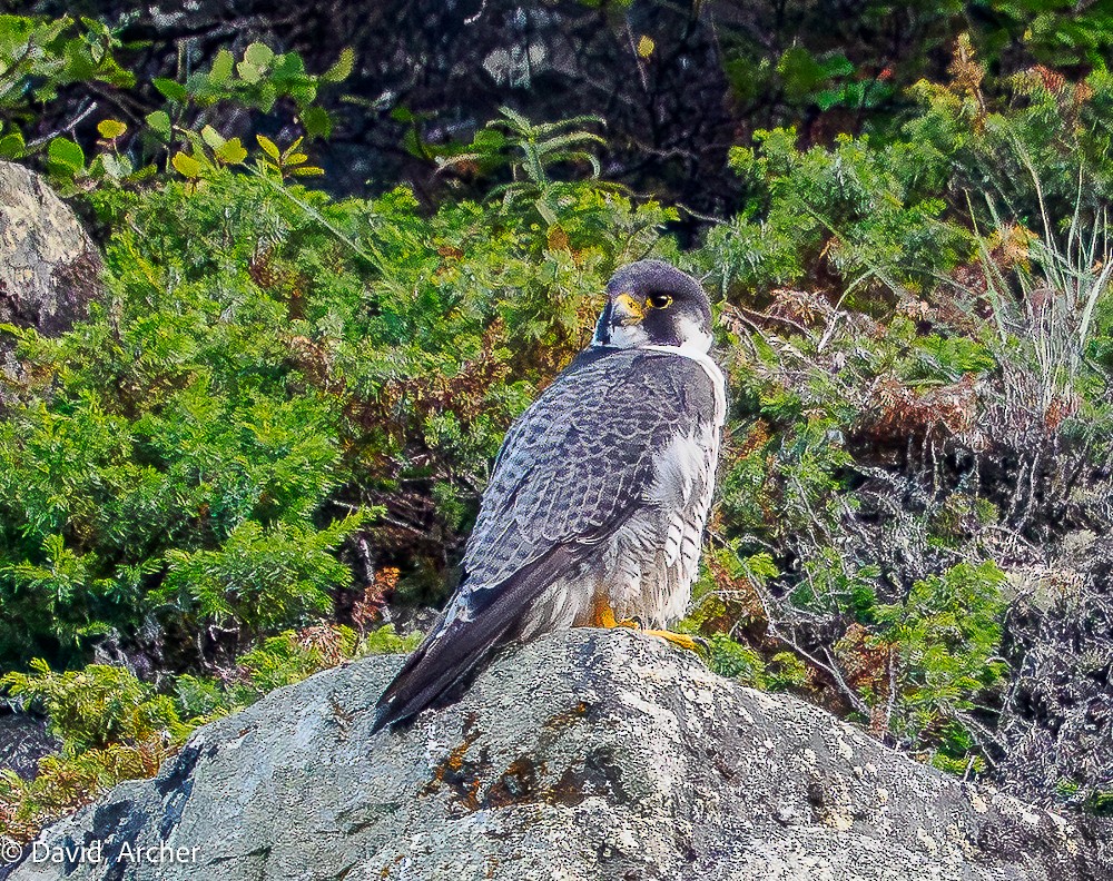 Peregrine Falcon - ML640829430