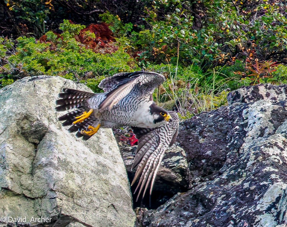 Peregrine Falcon - ML640829431