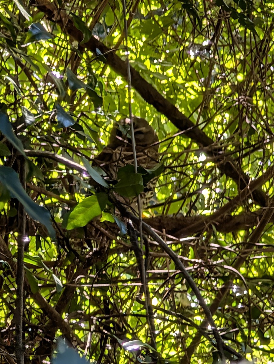 White-browed Owl - ML640829436