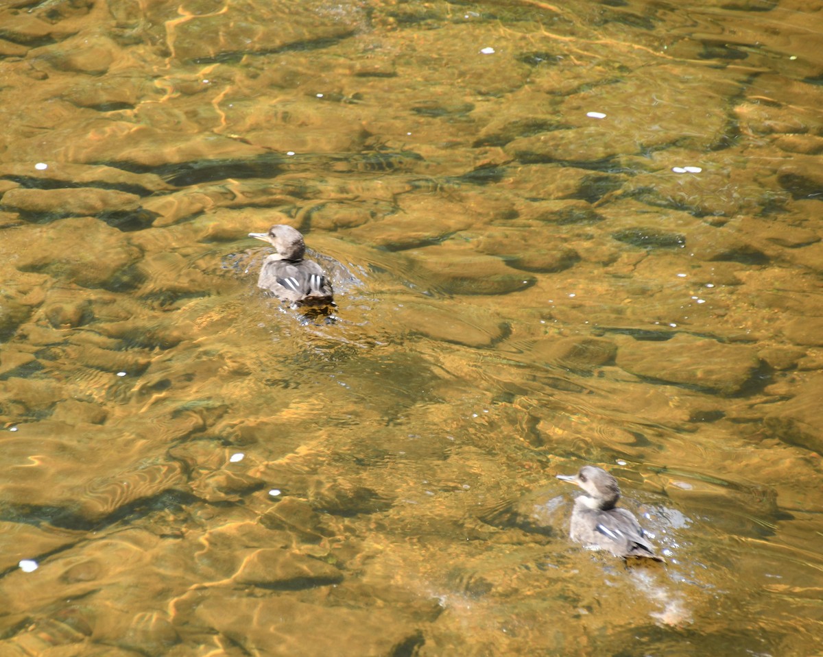 Hooded Merganser - ML640829470