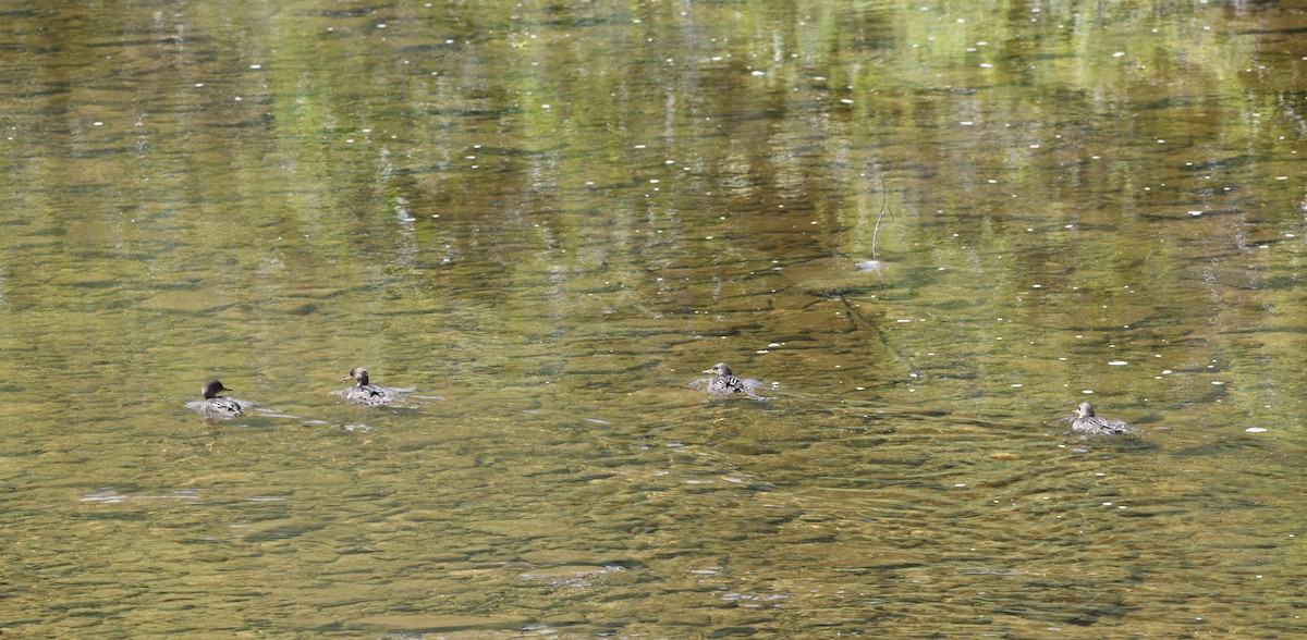 Hooded Merganser - ML640829471
