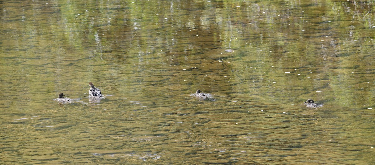 Hooded Merganser - ML640829472