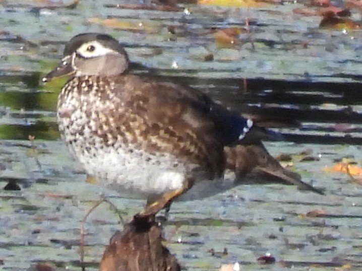 eBird Checklist - 24 Aug 2025 - Pickering Ponds, Rochester - 26 species