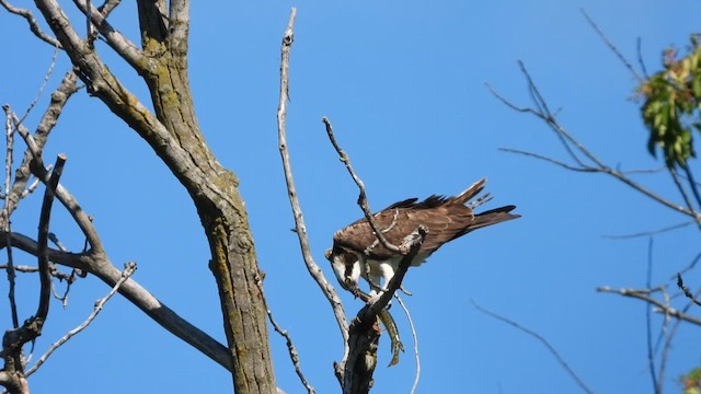 Falco pescatore - ML640829499