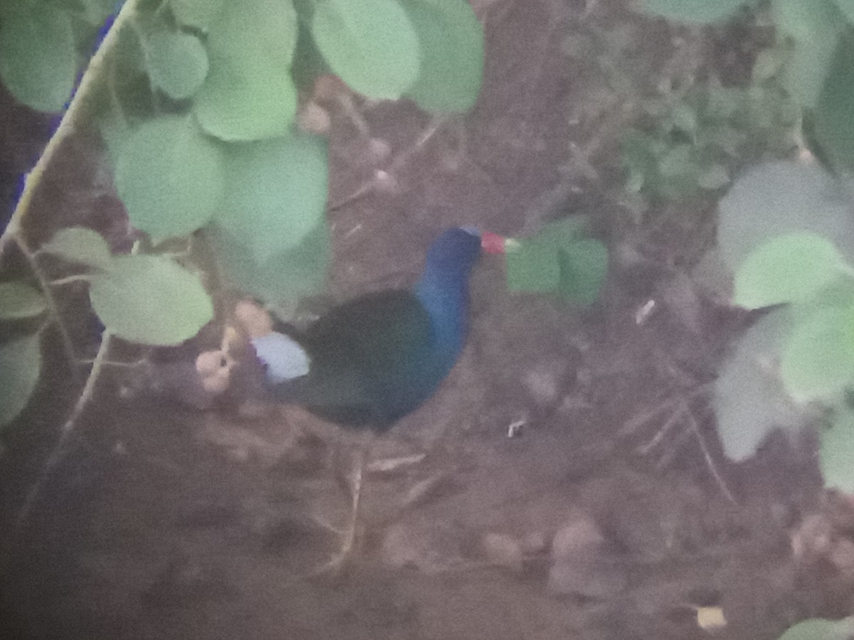 Purple Gallinule - ML640829506