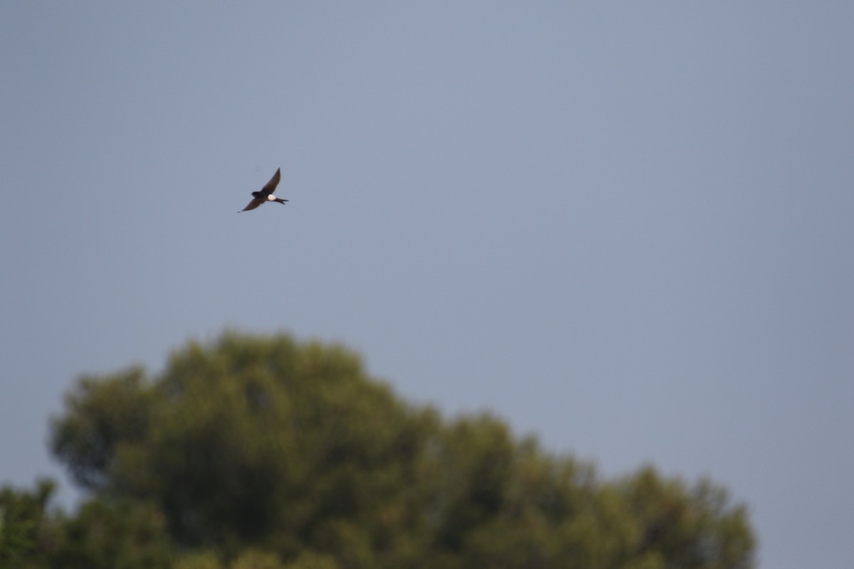 Western House-Martin - ML640829624