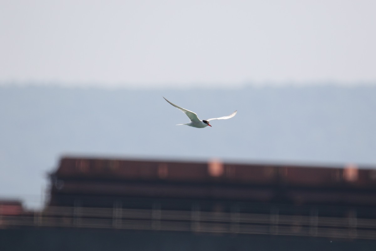 Common Tern - ML640829658