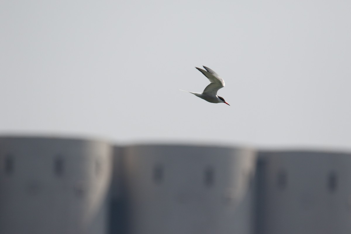 Common Tern - ML640829664