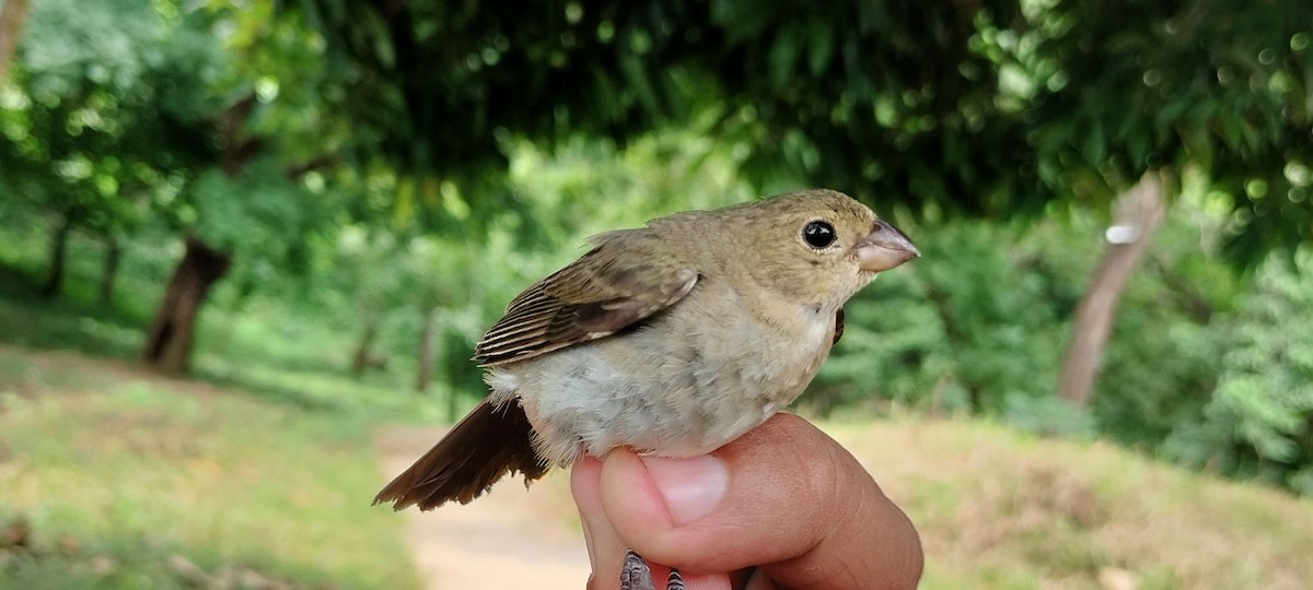 Lined Seedeater - ML640829669