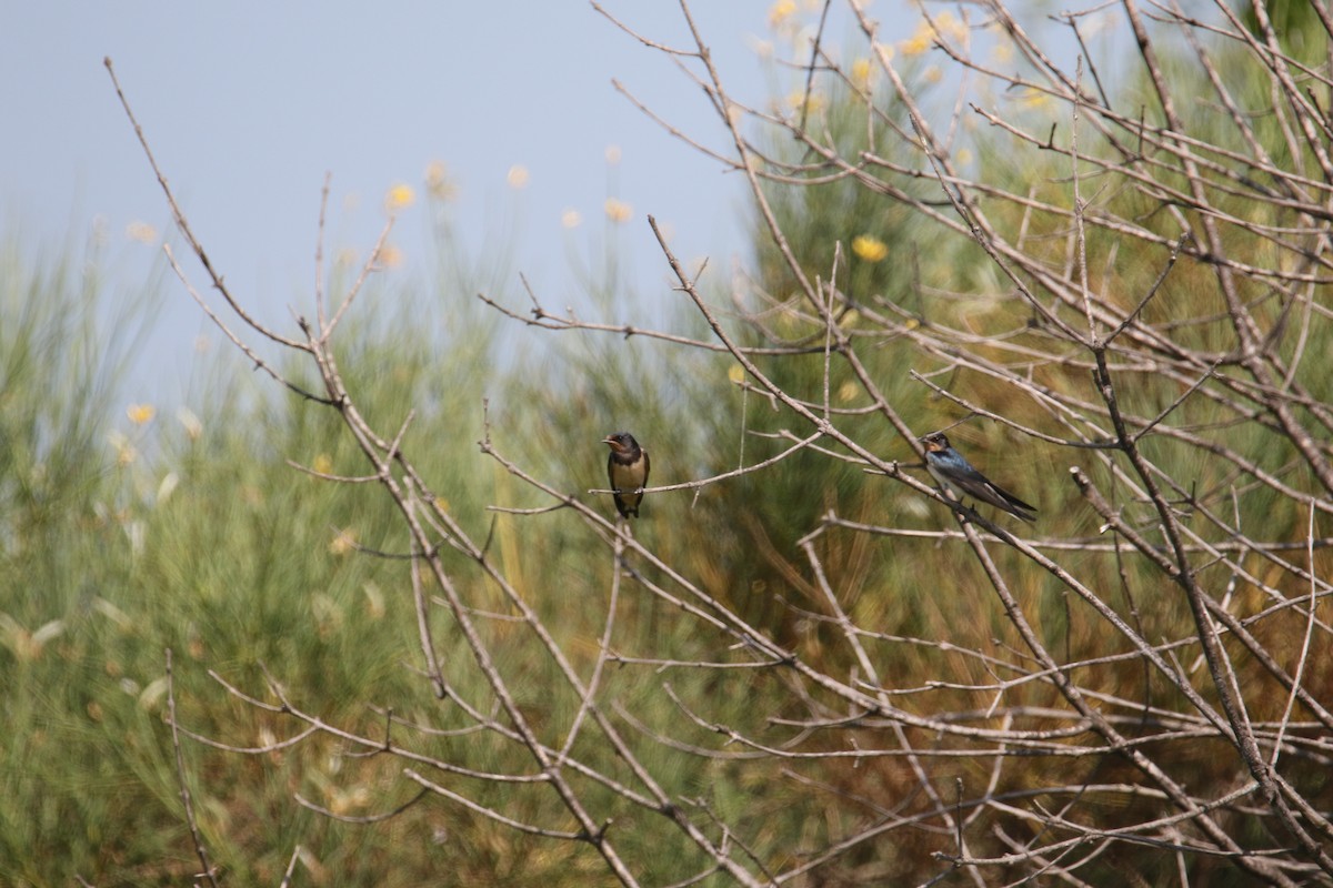 Barn Swallow - ML640829675