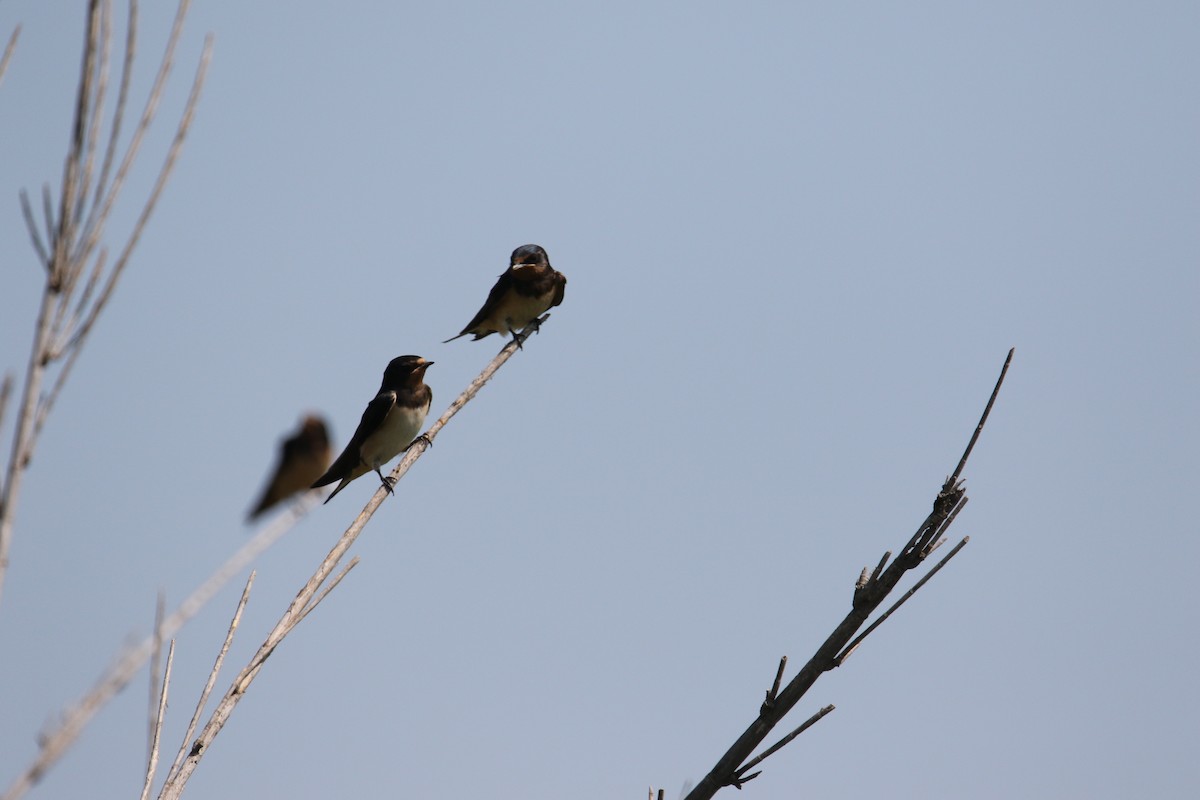 Barn Swallow - ML640829676