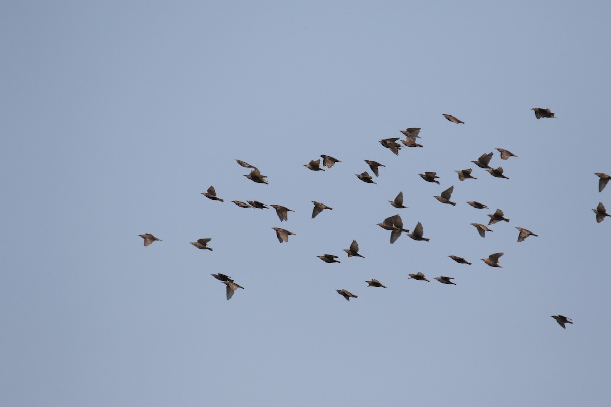European Starling - ML640829691