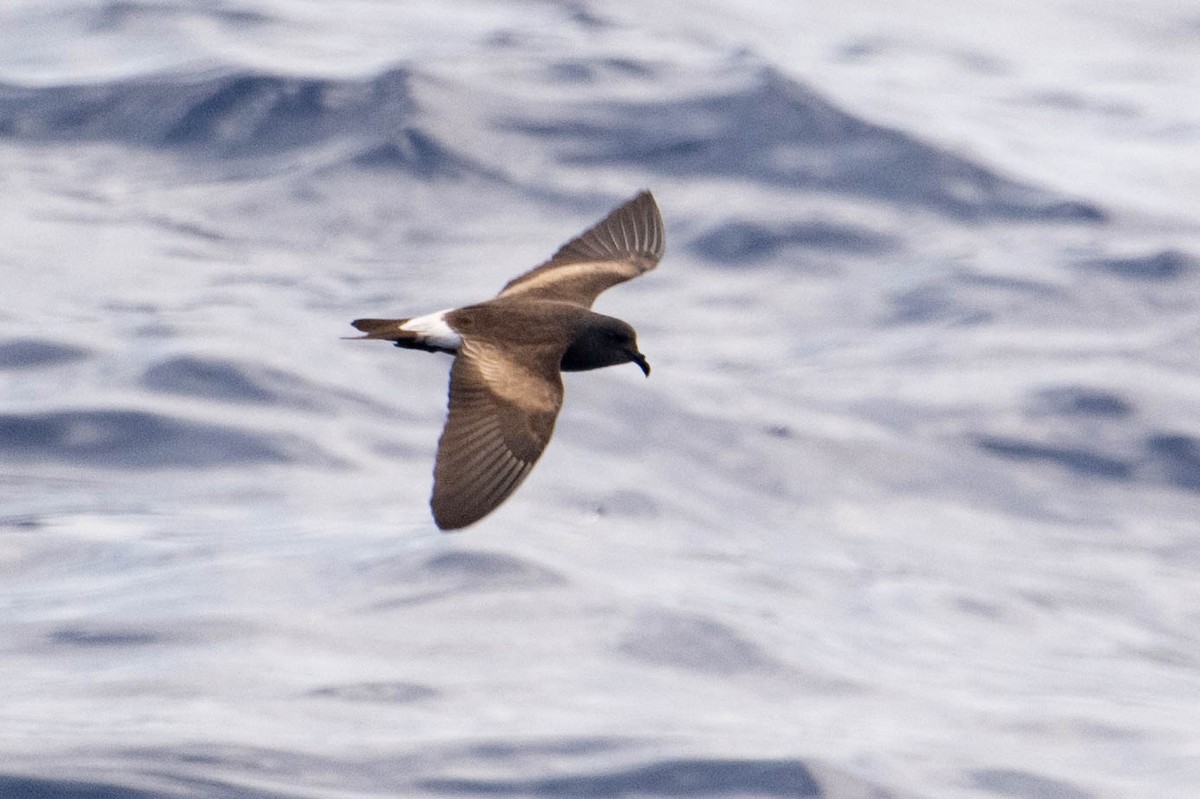 Townsend's Storm-Petrel - ML640829727