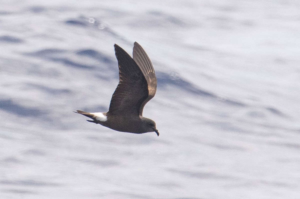 Townsend's Storm-Petrel - ML640829731