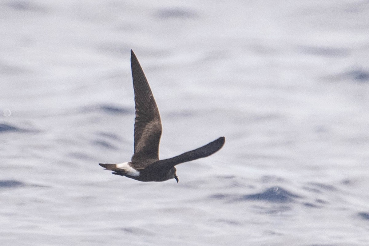 Townsend's Storm-Petrel - ML640829736