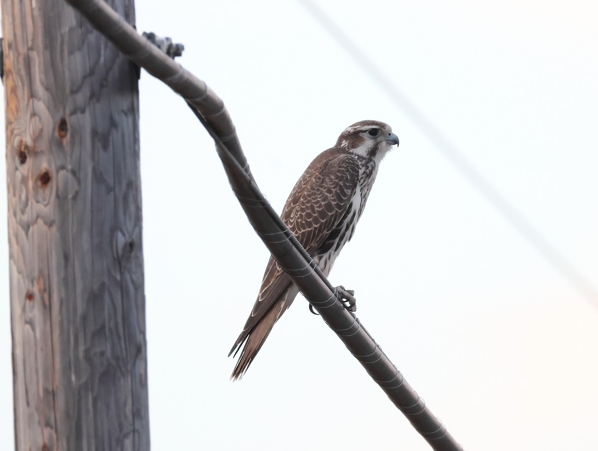 Prairie Falcon - ML640829818