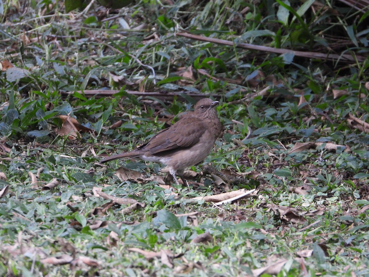 Zorzal Piquinegro - ML640829844