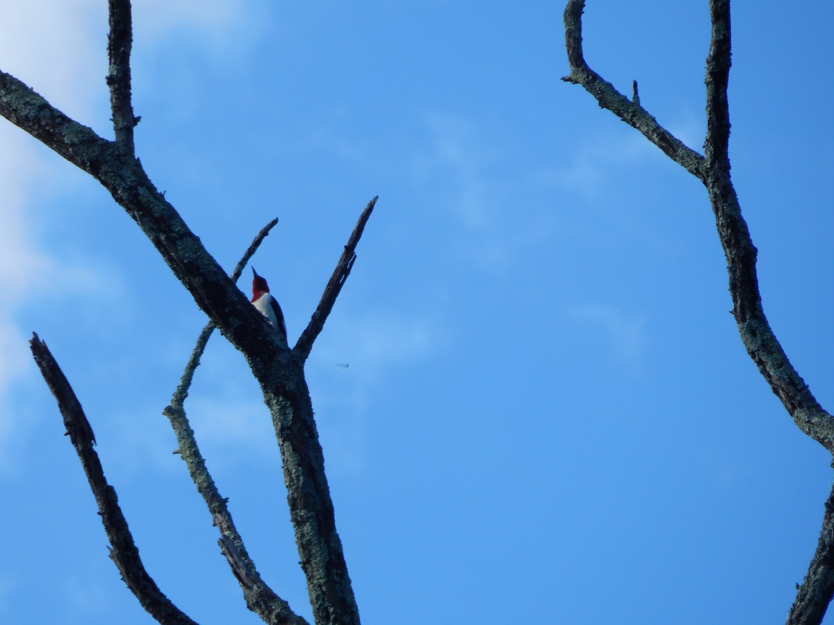 Red-headed Woodpecker - ML640829849