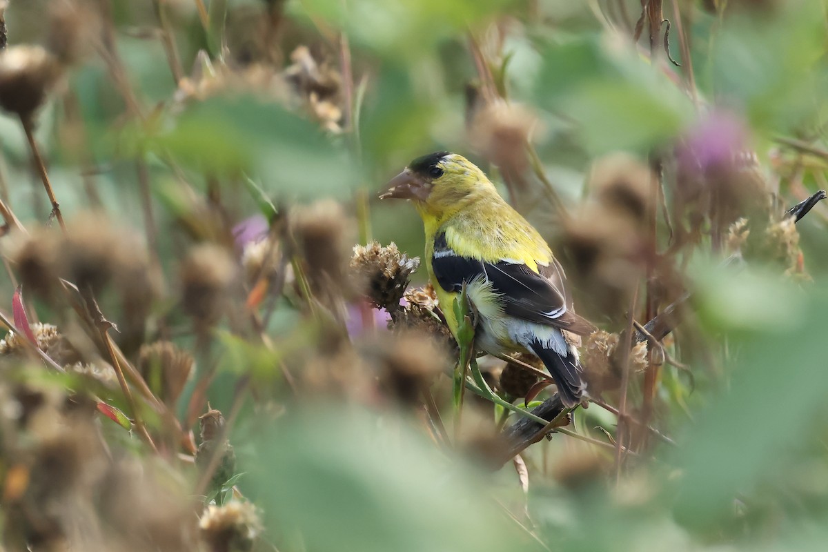 American Goldfinch - ML640829870