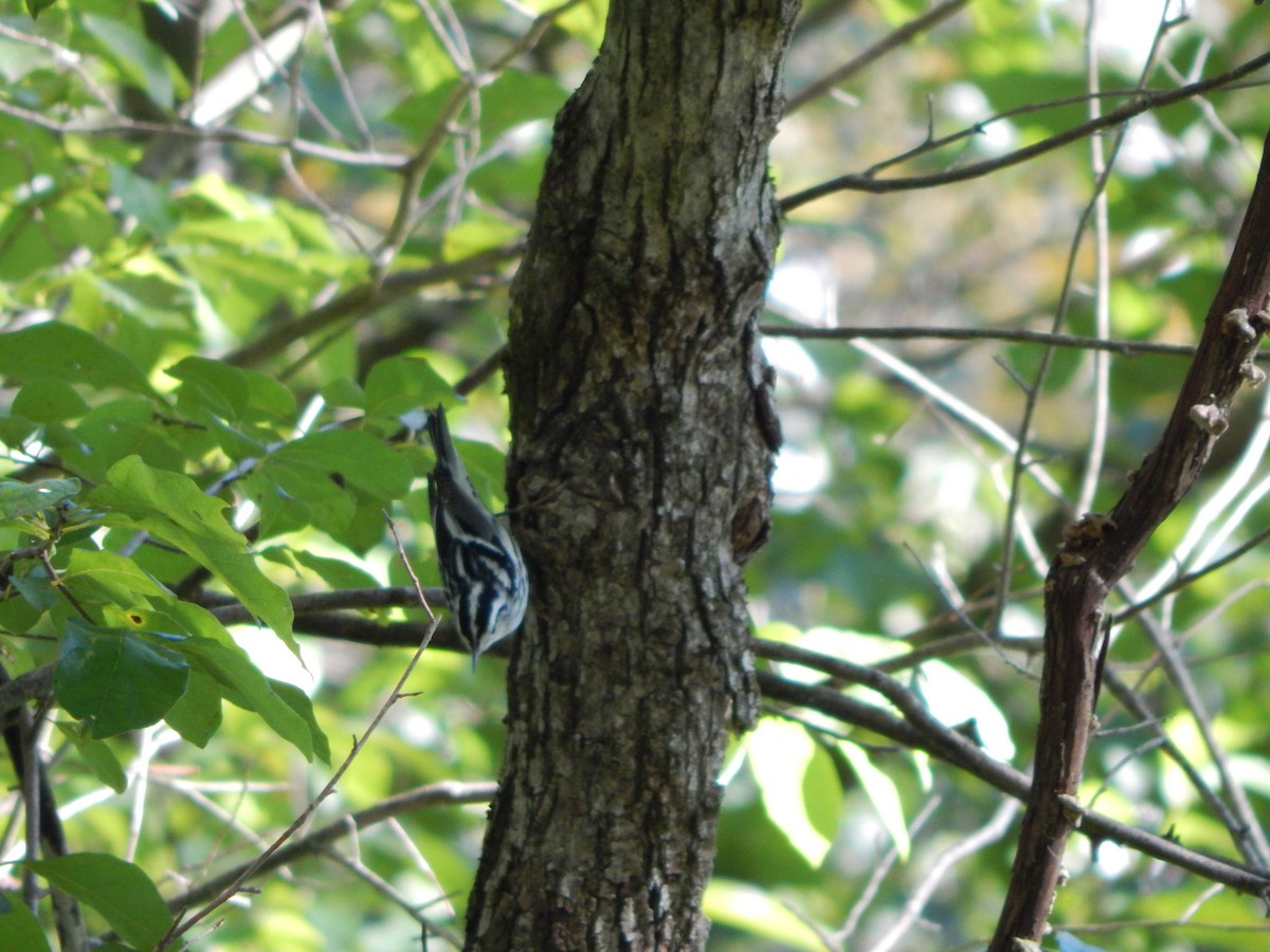 Black-and-white Warbler - ML640829871