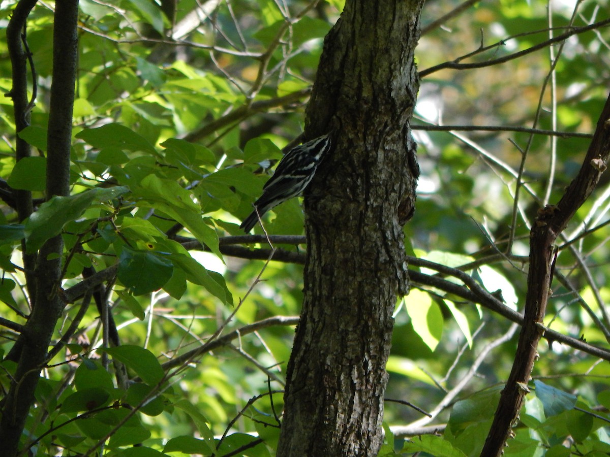 Black-and-white Warbler - ML640829872