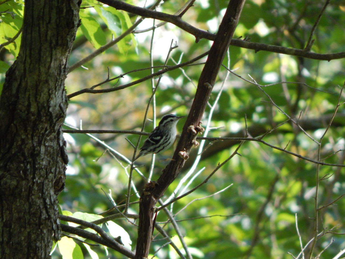 Black-and-white Warbler - ML640829873