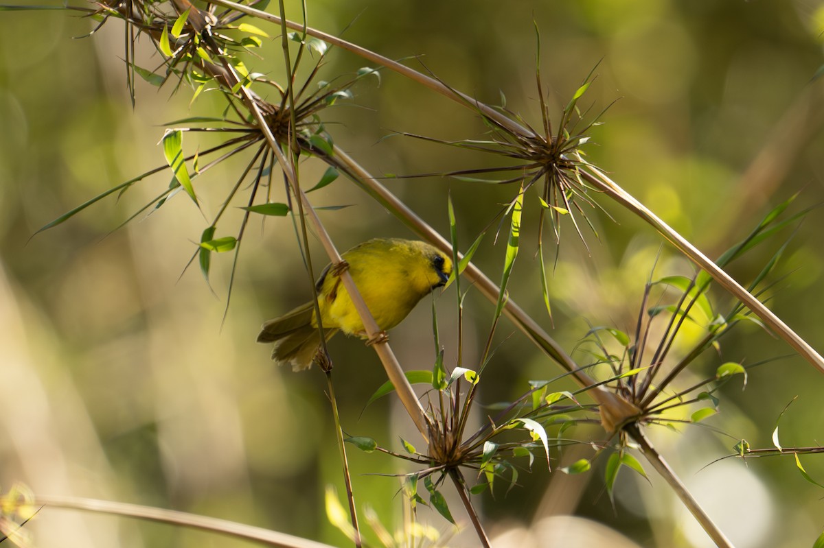 レモンアメリカムシクイ（striaticeps） - ML640829948