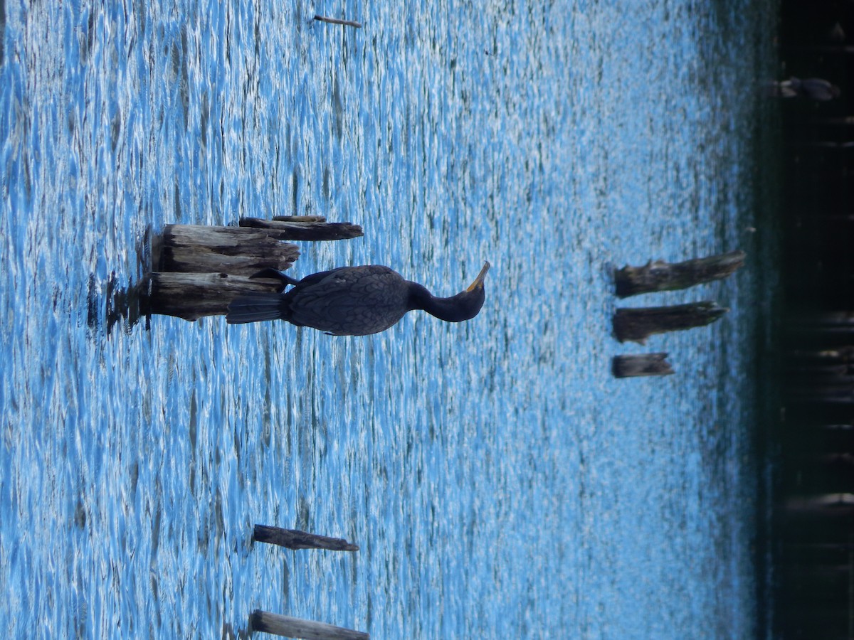 Double-crested Cormorant - ML640829955