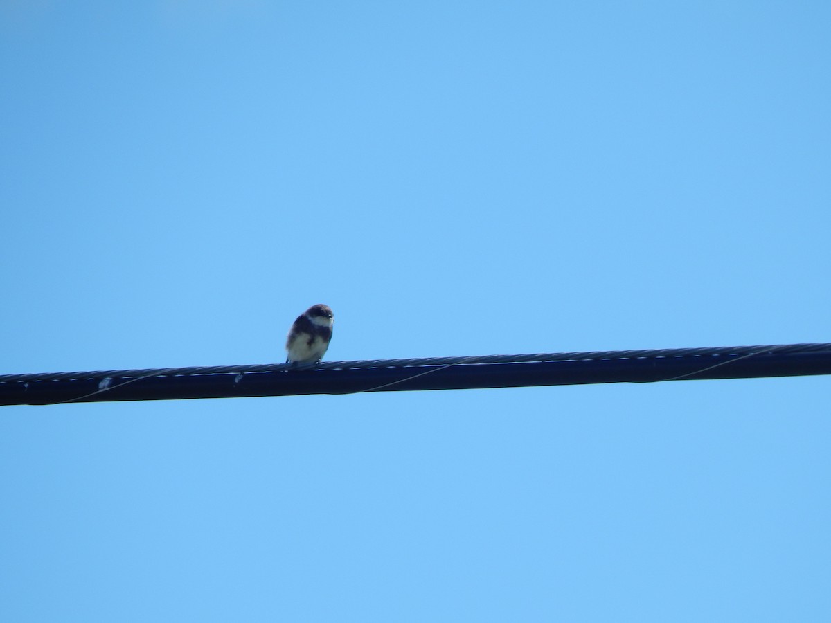 Bank Swallow - ML640829984